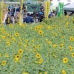 Sunflower festival begins in Kitanakagusuku. | Sunflowers | Scoop.it