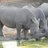 Rhino links