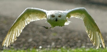 HARRY POTTER &ndash; Fin de l&rsquo;engouement, les fans abandonnent leurs chouettes | Po&egrave;mes d&rsquo;avenir, du pr&eacute;sent, du pass&eacute;. | Scoop.it