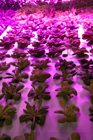 Building Integrated Agriculture | Arch [BE] Log | Vertical Farm - Food Factory | Scoop.it