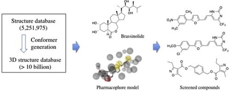 Brassinosteroids and plant steroid hormone signaling