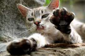 Quels sont les symptômes de la maladie des griffes du chat ?