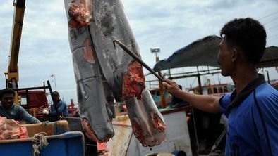 EU tightens ban on shark finning | Farming, Forests, Water & Fishing (No Petroleum Added) | Scoop.it