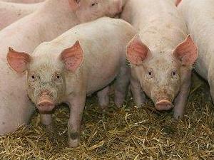 The future of farming: pig cities | Cultural Geography | Scoop.it