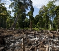 We Still Need To Save the Rain Forests - Slate Magazine | Rainforests, Waterfalls, Rivers, Lakes & Oceans | Scoop.it