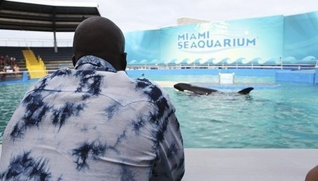 Chad “OchoCinco” Johnson Loves Orca's » The Daily Catch | #Orca #Avenger Loki Mars | Scoop.it