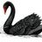 img_Black swans, risks and crisis