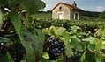 Wine: left-field grape varieties | What Wine to taste tonight with friends ? | Scoop.it