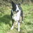Raise train and care for your dog