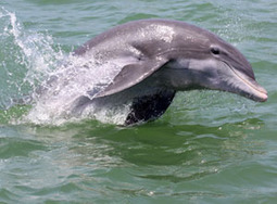 Dolphin Watch - Newer dolphins but fewer dolphins : Outdoors & Recreation - Tampa Bay Newspapers | Dolphins | Scoop.it