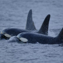 Puget Sound Orcas To Remain on Endagered List - Discovery News | #Orca #Avenger Loki Mars | Scoop.it