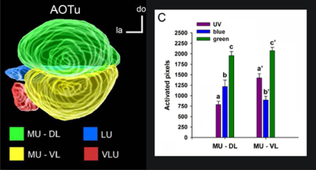 CNRS - Sciences biologiques - Codage spatial des couleurs dans le cerveau des abeilles | Abeilles, intoxications et informations | Scoop.it