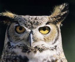 HootSuite launches Assignments for Chrome, letting teams assign posts directly from Facebook and Twitter | Outils et  innovations pour mieux trouver, g&eacute;rer et diffuser l'information | Scoop.it