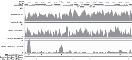 Investigando il DNA mitocondriale | Med News | Scoop.it
