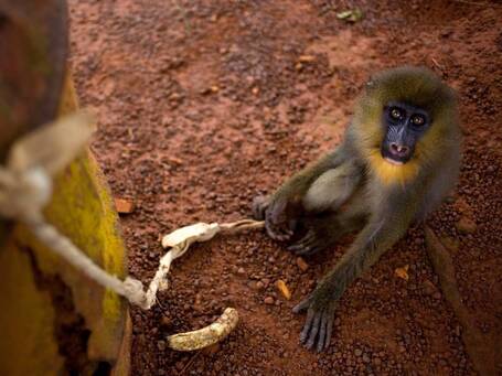 African monkey meat that could be behind the next HIV | Virology News | Scoop.it