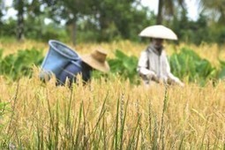 IRI to develop climate adaptation tools to help farmers in South and Southeast Asia &ndash; State of the Planet | Climate Change Adaptation in Southeast Asia | Scoop.it