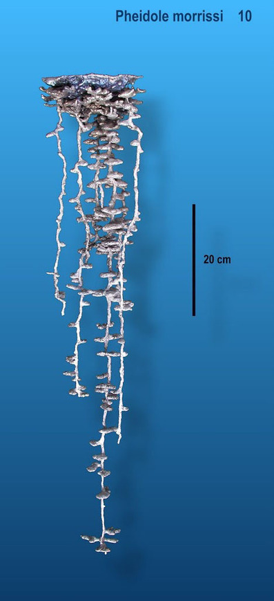 Walter Tschinkel's Aluminum Casts of Ant Colonies Reveals Insect Architecture | Amazing Science | Scoop.it