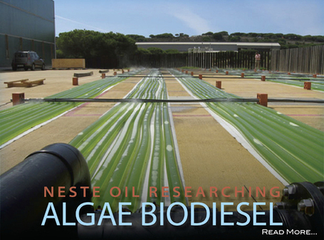 Neste Oil ups algae research for biodiesel | Sustain Our Earth | Scoop.it