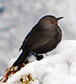 Winterbilder, Bilder Winter wie Eiszapfen, Winterapfel und Eiszeit, kostenlose Fotos vom Winterwald | kostenlose-Bilder | Scoop.it