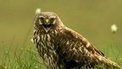 Protecting Britain's birds of prey | World of Wonders | Scoop.it