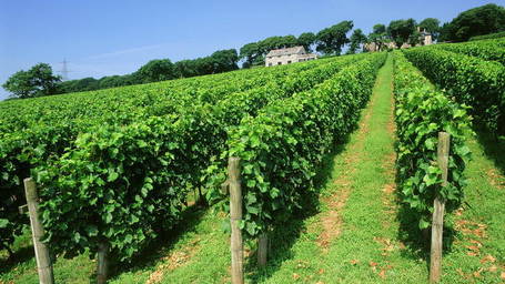 English wines making a splash in the Aussie press | The Authentic Food & Wine Experience | Scoop.it