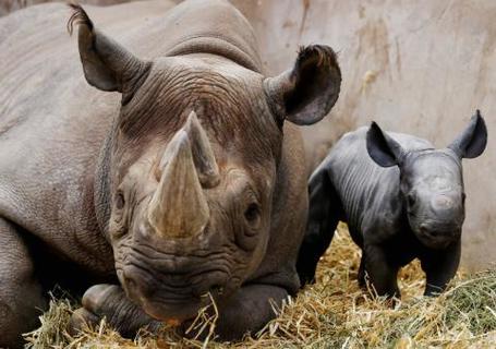 The Devastating Rhinoceros Slaughter Continues in South Africa | Biodiversity IS Life -- Conservation,Ecosystems,Wildlife,Rivers,Water,Forests | Scoop.it