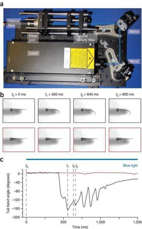 High-resolution optical control of spatiotemporal neuronal activity patterns in zebrafish using a digital micromirror device : Nature Protocols : Nature Publishing Group | Neuroscience_technics | Scoop.it