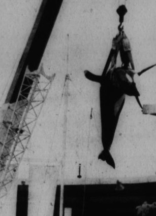 Twitter / Voice_OT_Orcas: #Blackfish Hugo getting lifted ... | Honor the Orcas, Dive in! | Scoop.it