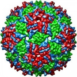 Norton Zinder, 1928-2012 | MicrobiologyBytes | Scoop.it