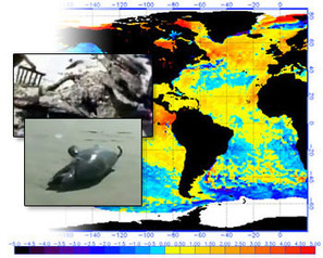 Is El Ni&ntilde;o linked to Mass Dolphin and Pelican Mortalities? | Ocean News | Scoop.it