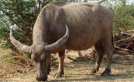 Rampaging Buffalo Injures 10 in Vietnam -  The Irrawaddy Magazine | South East Asia Travel News | Scoop.it
