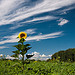 Sunflowers | Flickr | Sunflowers | Scoop.it