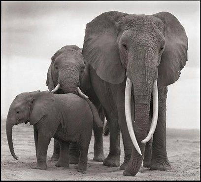'BATTLE FOR THE ELEPHANTS' - NATIONAL GEOGRAPHIC VIDEO - Global Ivory Trade, Poaching And Extinction | Biodiversity IS Life -- Conservation,Ecosystems,Wildlife,Rivers,Water,Forests | Scoop.it