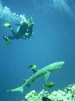 SCUBA SCOOP/latest dive stories: Shark Diving Tips | scubadiving | Scoop.it