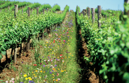 If only we could get all our neighbors to let go of nasty pesticides etc. | Organic farming = energy security | Pesticide Action Network | Sustainism | Scoop.it