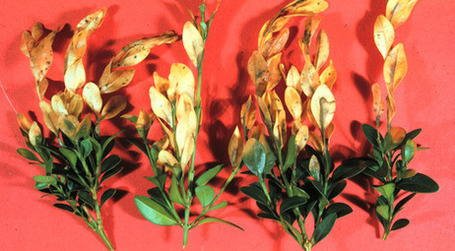 Boxwood Blight Update: Cylindrocladium pseudonaviculatum - Box Blight Pathogen | Plant Pests - Global Travellers | Scoop.it