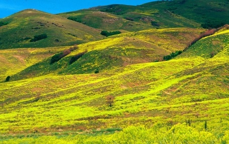 EPA Factsheet: Puccinia thlaspeos strain woad (dyer's woad rust) | mikrobiologija | Scoop.it