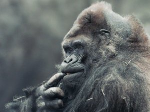 Ivan Dies At 50: A Gorilla Life, Remembered : NPR | GlobalReadAloud12 | Scoop.it