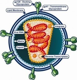 Do Cats With FIV Foretell HIV&rsquo;s Future? | PLOS Blogs Network | Complex Insight  - Understanding our world | Scoop.it