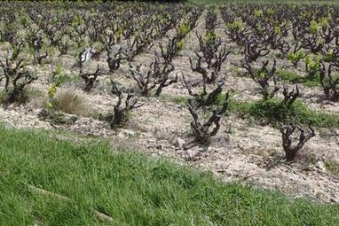 Vall&eacute;e du Rh&ocirc;ne : Le grenache victime du gel hivernal | Viticulture | Scoop.it