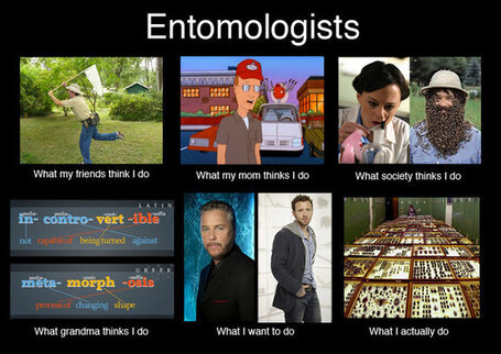 being an entomologist | Productivity Backwash | Scoop.it
