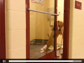 VIDEO: Dog opens door at Independence pet shelter - KSHB | It's a dog's life | Scoop.it