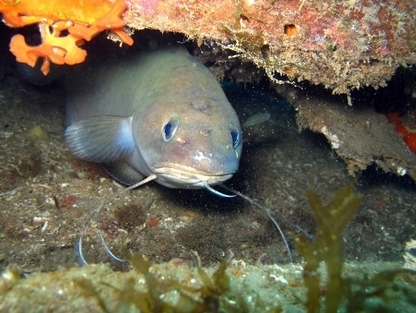 Port de Marseille Fos: Un inventaire pour étudier poissons et écrevisses | Zones humides - Ramsar - Natura 2000