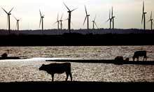 UK windfarms generate record amount of power | Climate Policy | Scoop.it