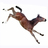 Fran Jurga: Equestrian Sport News