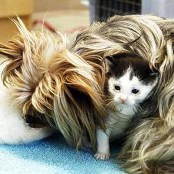 Une femelle Yorkshire &eacute;l&egrave;ve une port&eacute;e de chatons abandonn&eacute;s (Photos) | Notre ami : Le chat | Scoop.it