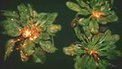 How plants warn each other of danger | Ariix Canada Daily | Scoop.it