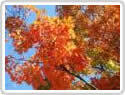 VermontVacation.com | The Official State of Vermont Tourism Site | #vtirene | Scoop.it