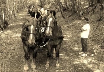 Bruniquel/Puygaillard. Cheval de trait et loisirs | Cheval et sport | Scoop.it