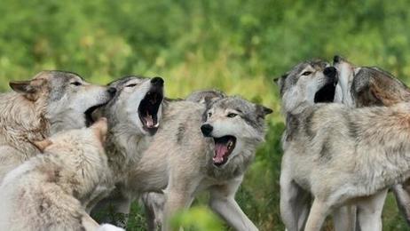 Abattre des loups fait augmenter les attaques